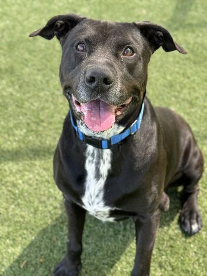 Enlarge Tiny, a Adoptable mixed breed in Gastonia, NC image 2/2