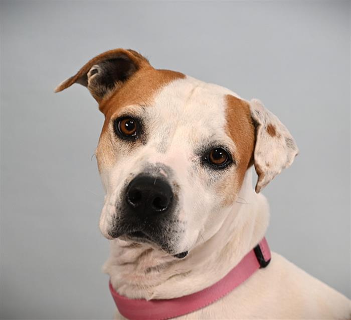 COOKIE, Adoptable, Adult Female Boxer & Mixed Breed.