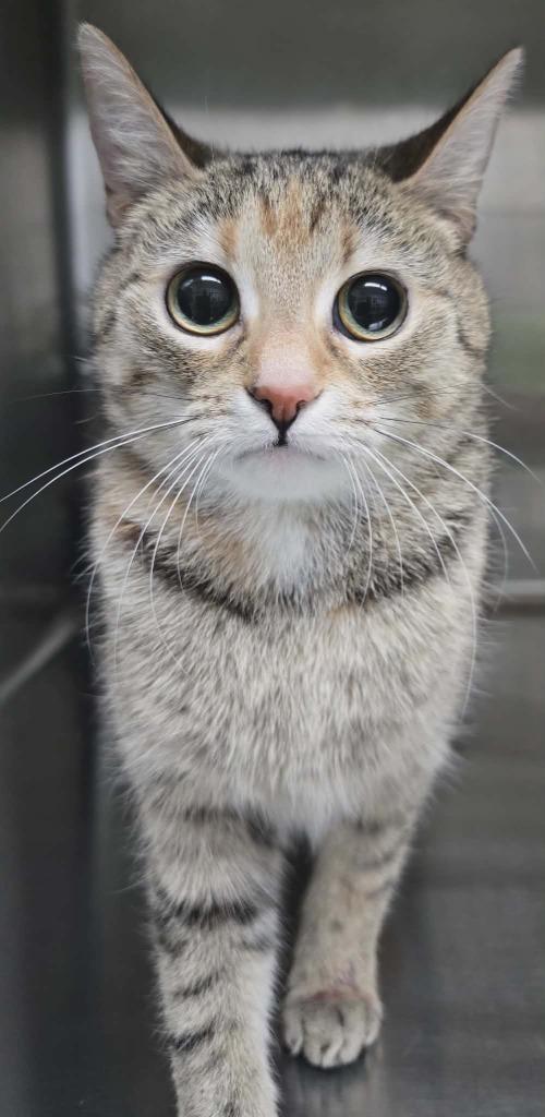 Nalla, Adoptable, Young Female Domestic Short Hair.