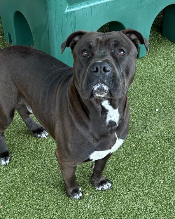 Angus, Adoptable, Young Male Pit Bull Terrier & Shar-Pei.