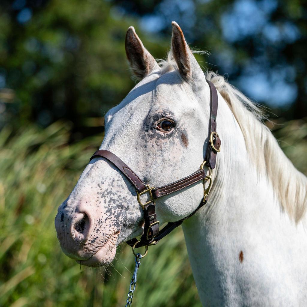 Dime, a Adoptable Quarterhorse in Quakertown, PA image 1/3