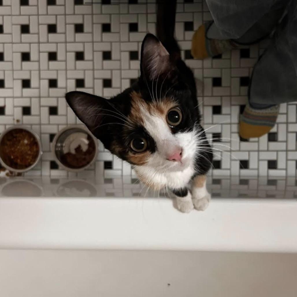 Whimsy, Adoptable, Young Female Domestic Short Hair & Domestic Short Hair.