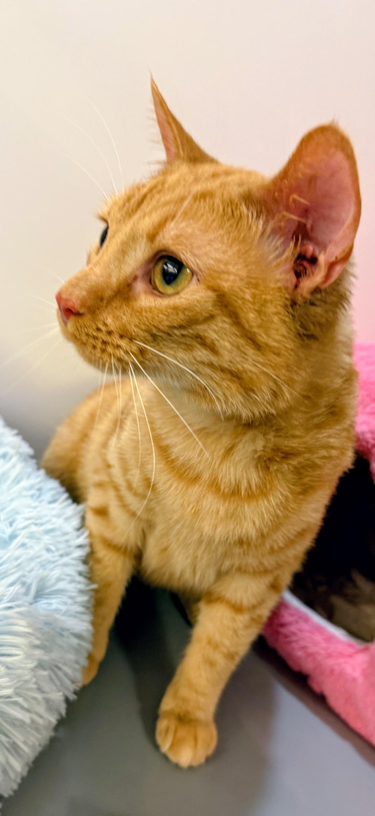 Eeyore, adopted, Young Male Domestic Medium Hair.