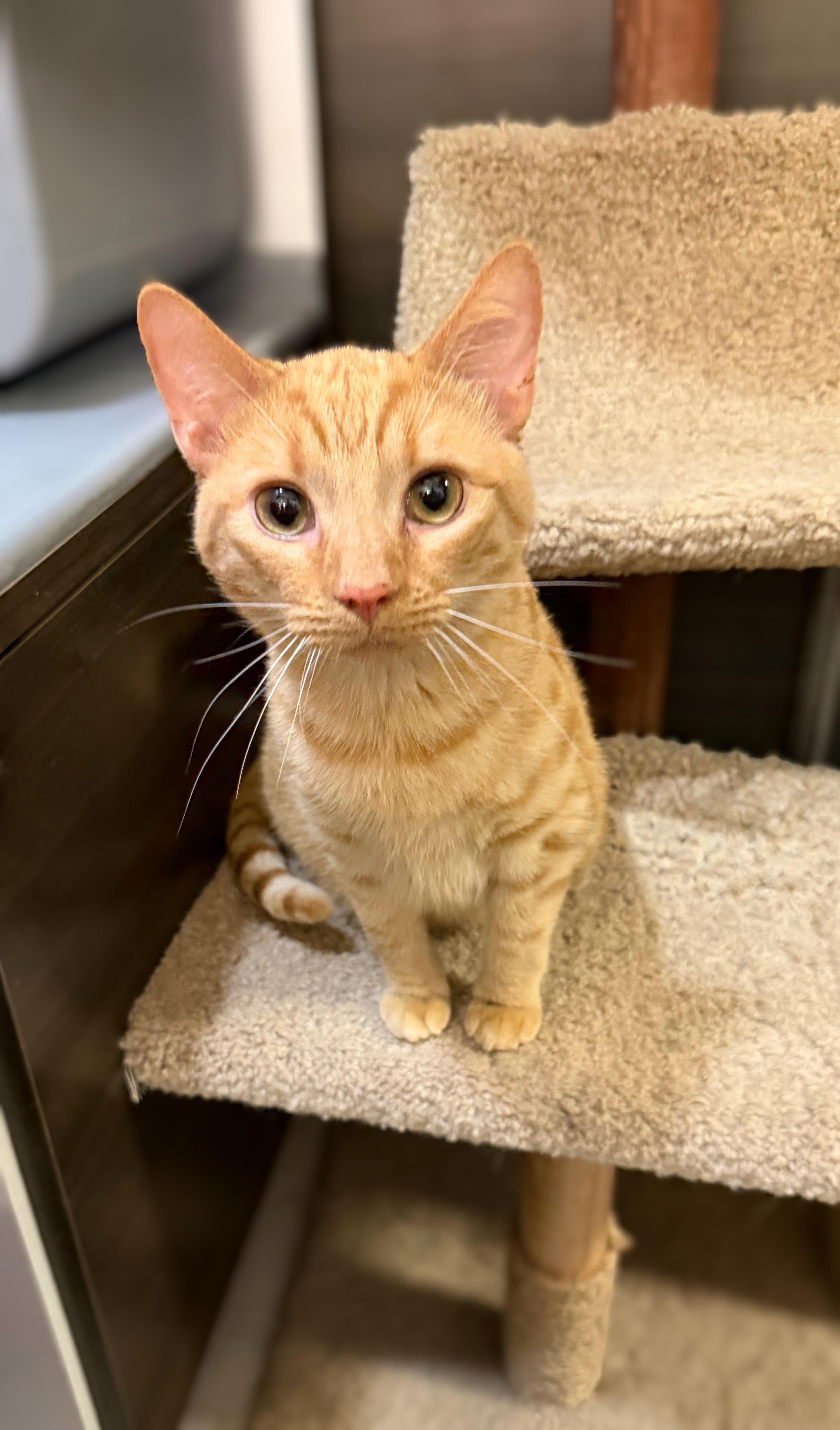 Eeyore, an adopted Domestic Medium Hair in Syosset, NY image 4/5