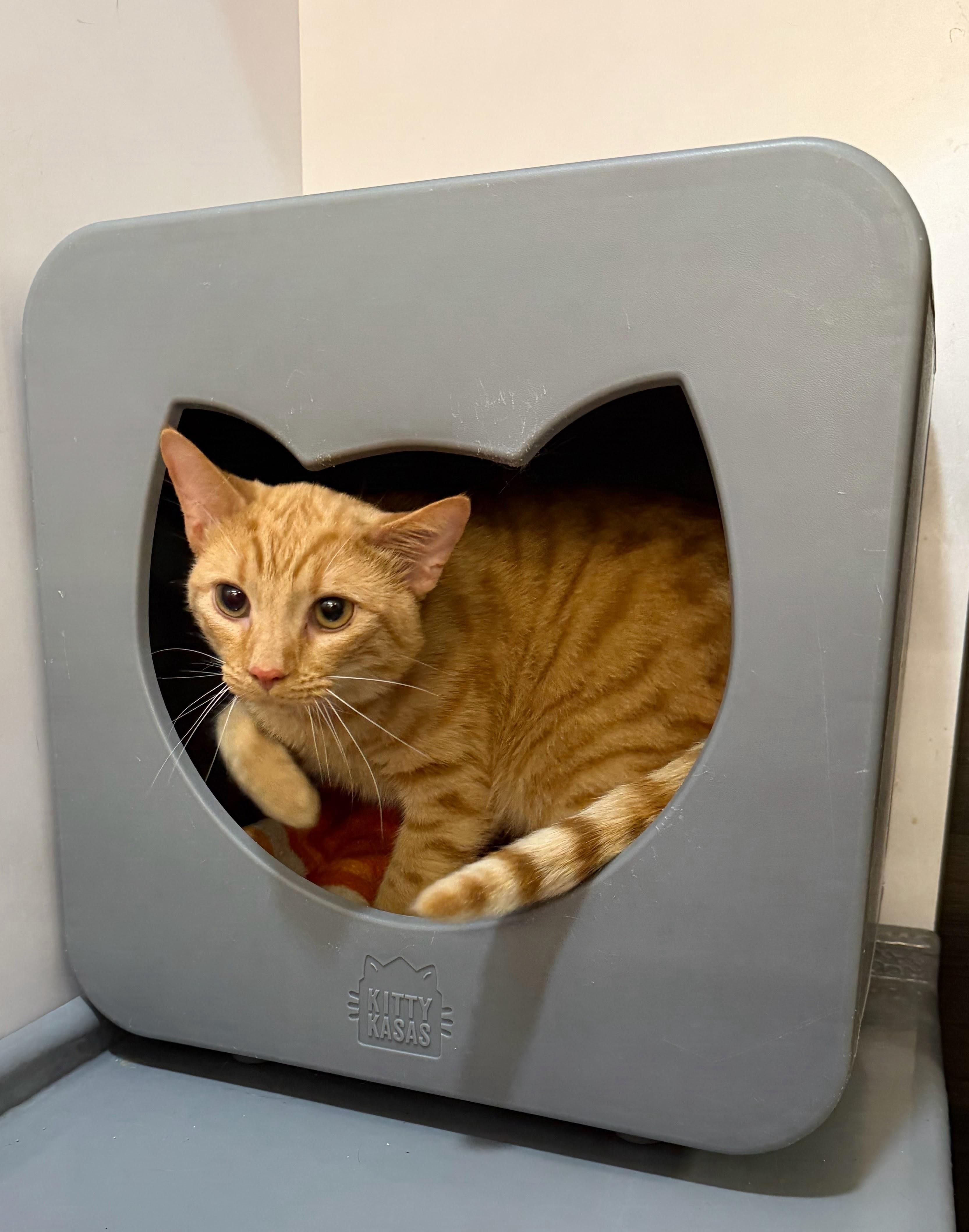 Eeyore, an adopted Domestic Medium Hair in Syosset, NY image 2/5