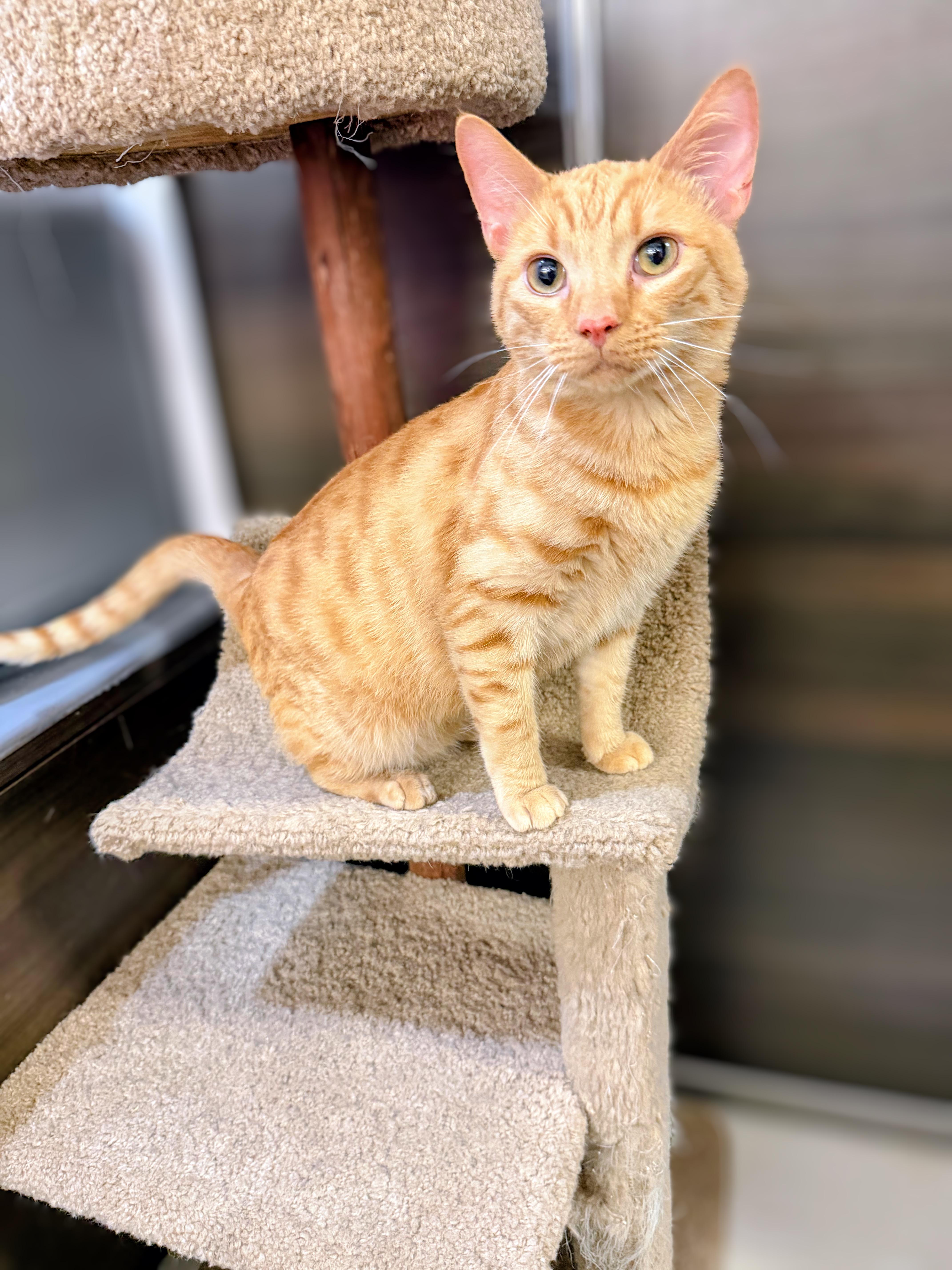 Eeyore, an adopted Domestic Medium Hair in Syosset, NY image 5/5