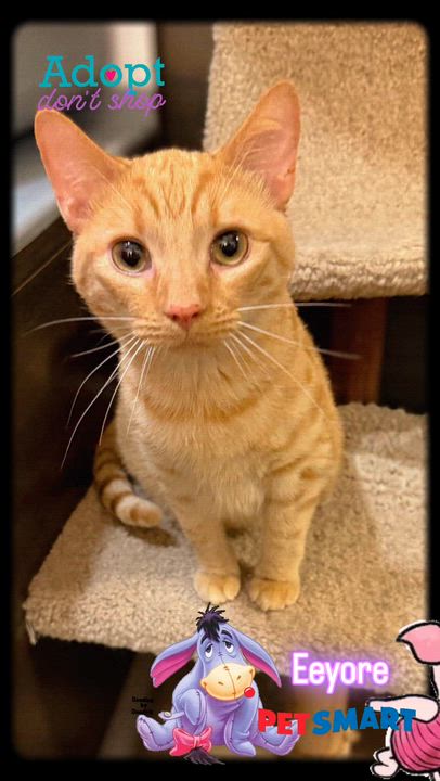 Enlarge Eeyore, an adopted Domestic Medium Hair in Syosset, NY video 3/5