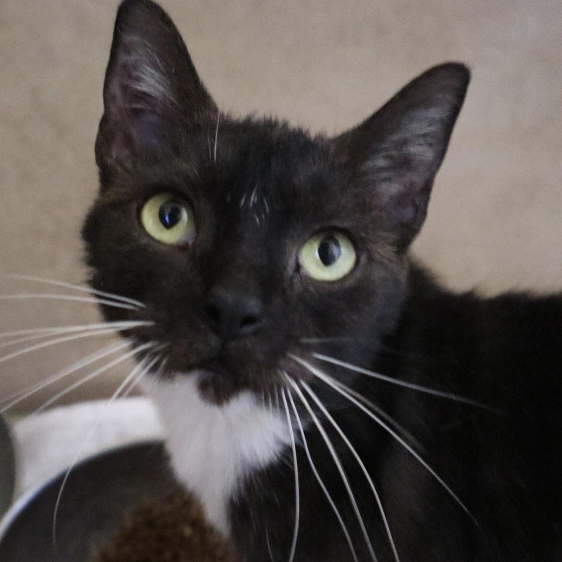 Pesto, a Adoptable Domestic Short Hair in Boston, MA image 1/6