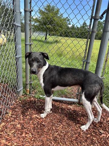STARLORD, Adoptable, Young Male Hound & Mixed Breed.