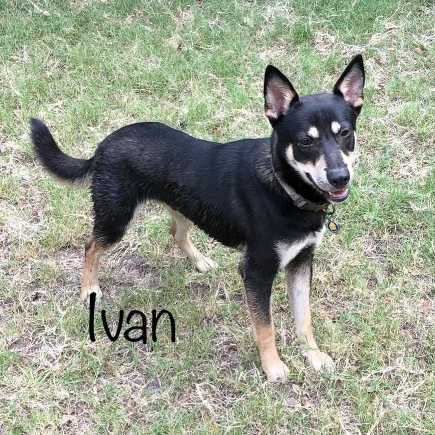 Ivan, a Adoptable mixed breed in Fulton, TX image 1/3
