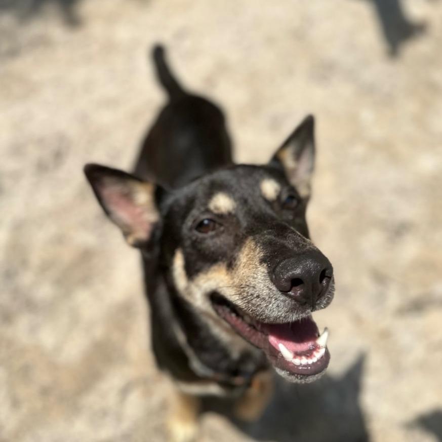 Ivan, a Adoptable mixed breed in Fulton, TX image 2/3