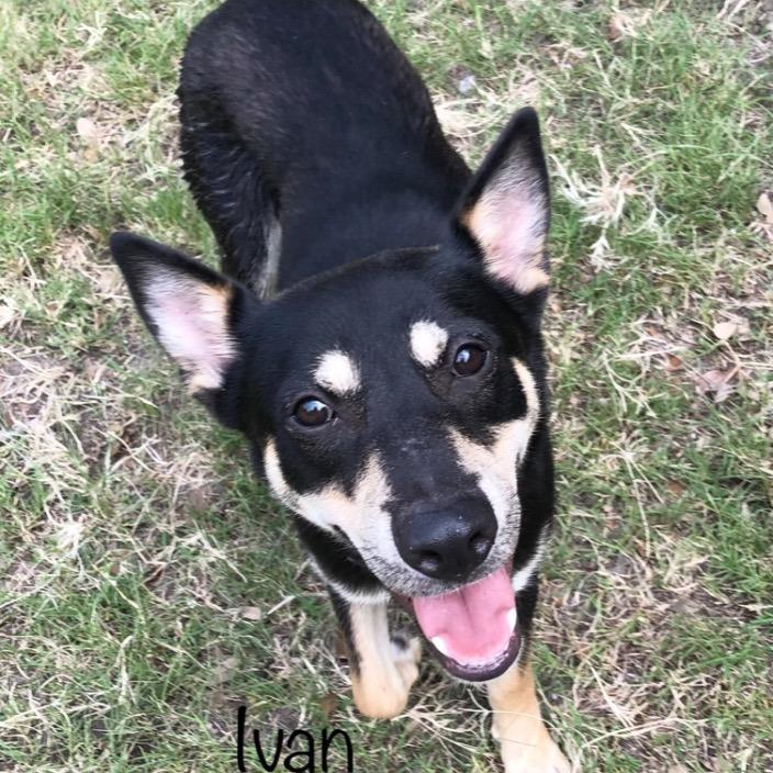 Ivan, a Adoptable mixed breed in Fulton, TX image 3/3