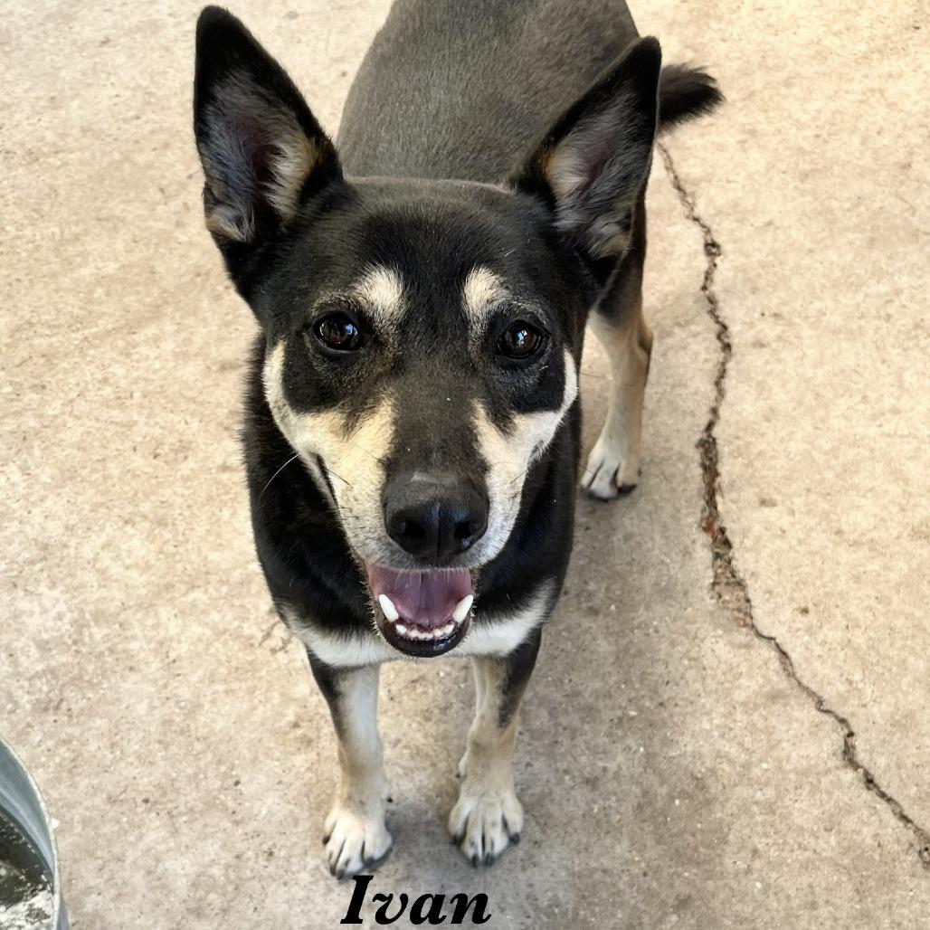 Ivan, a Adoptable Mixed Breed in Fulton, TX image 4/4