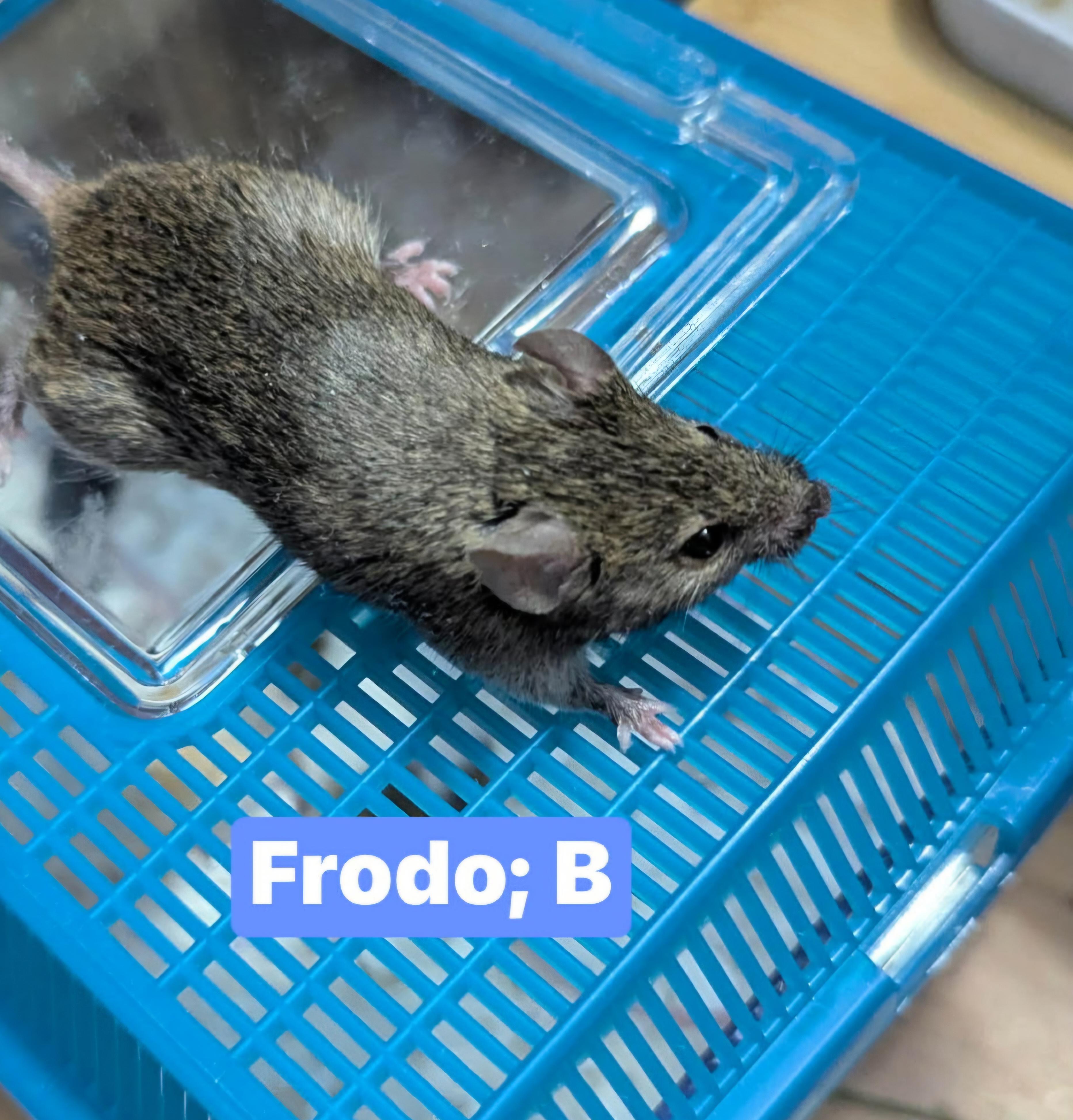 Frodo, ADOPTABLE, Adult Male Mouse.