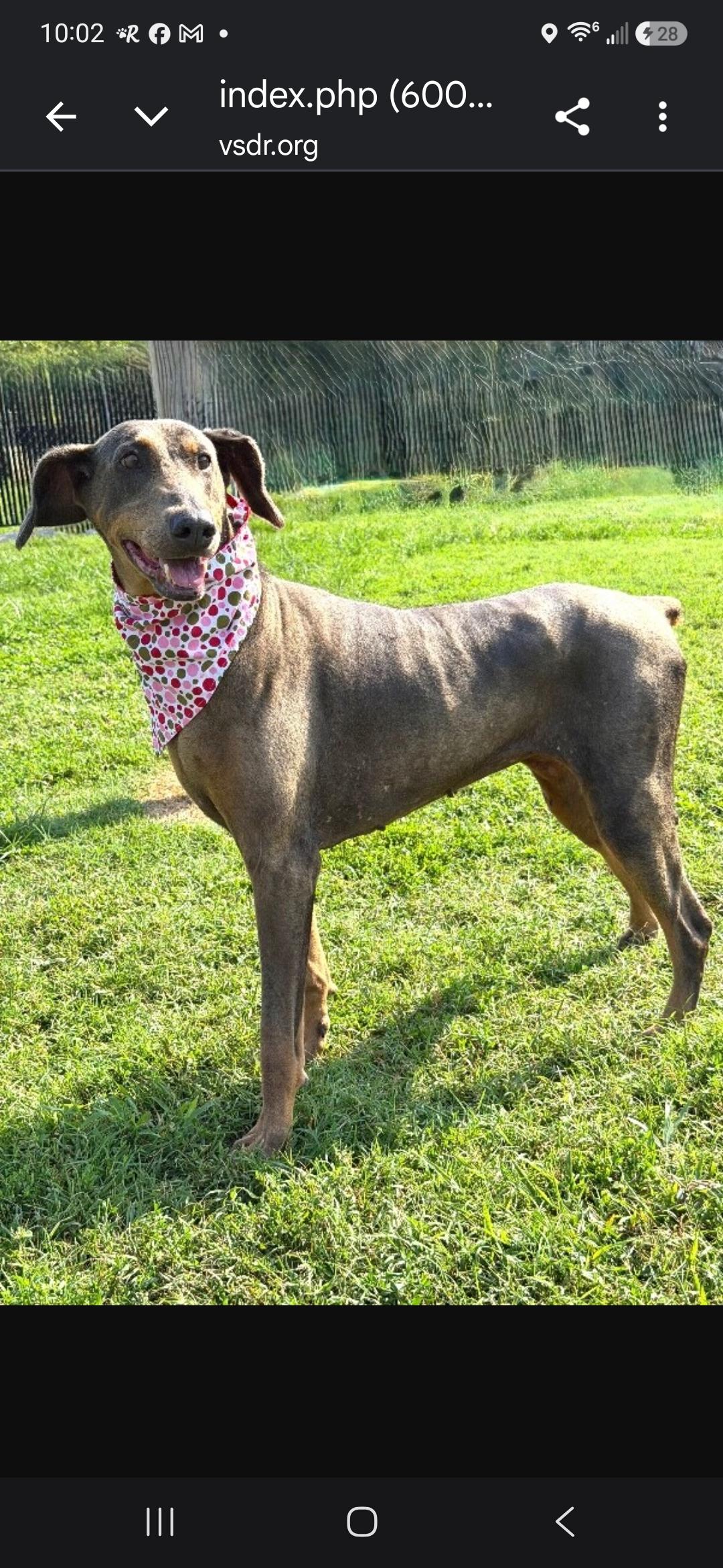 Enlarge Mya, a Adoptable Doberman Pinscher in Knoxville, TN image 3/3
