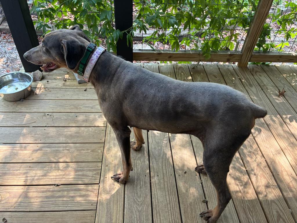 Enlarge Mya, a Adoptable Doberman Pinscher in Knoxville, TN image 2/3