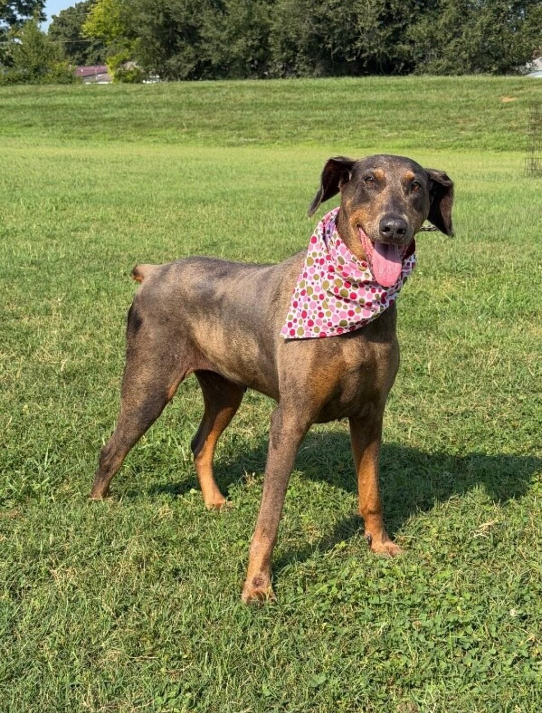 Enlarge Mya, a Adoptable Doberman Pinscher in Knoxville, TN image 1/3