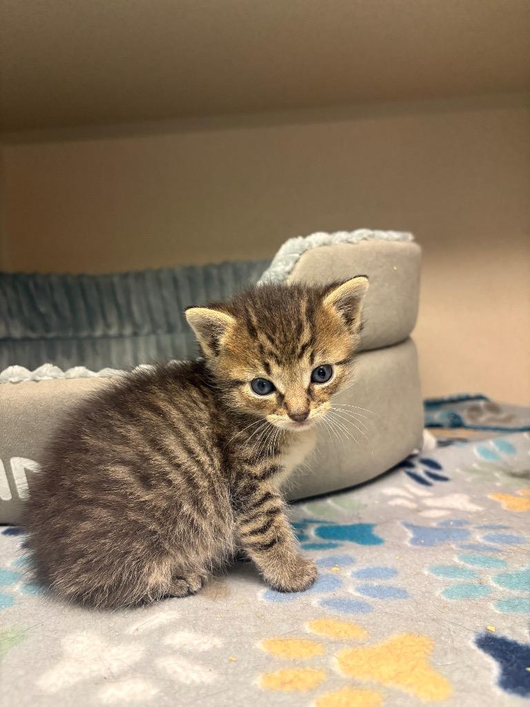 Enlarge Miles, a Adoptable mixed breed in Morgantown, KY image 1/1