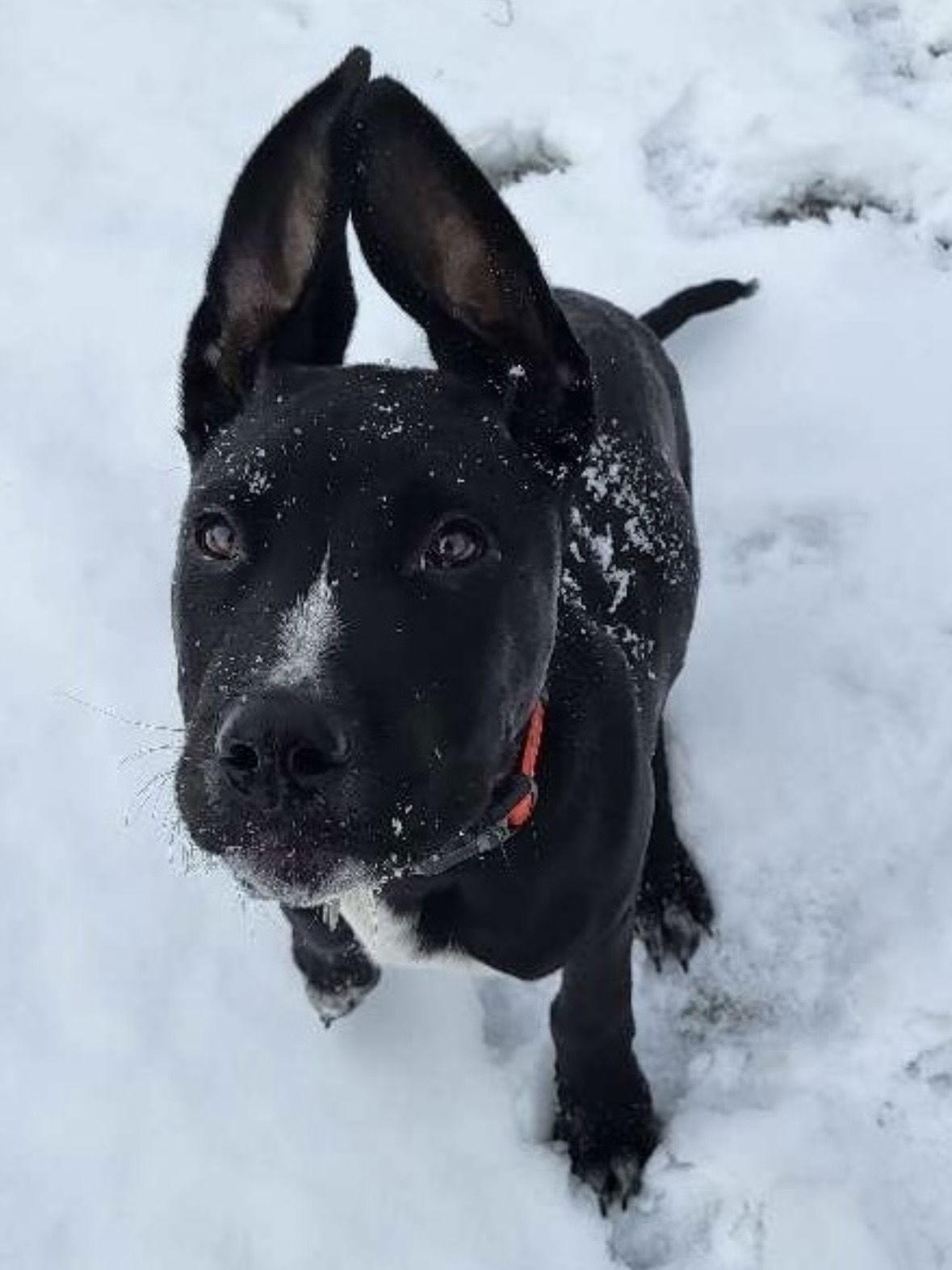 Monte, a Adoptable mixed breed in Oxford, MI image 1/3