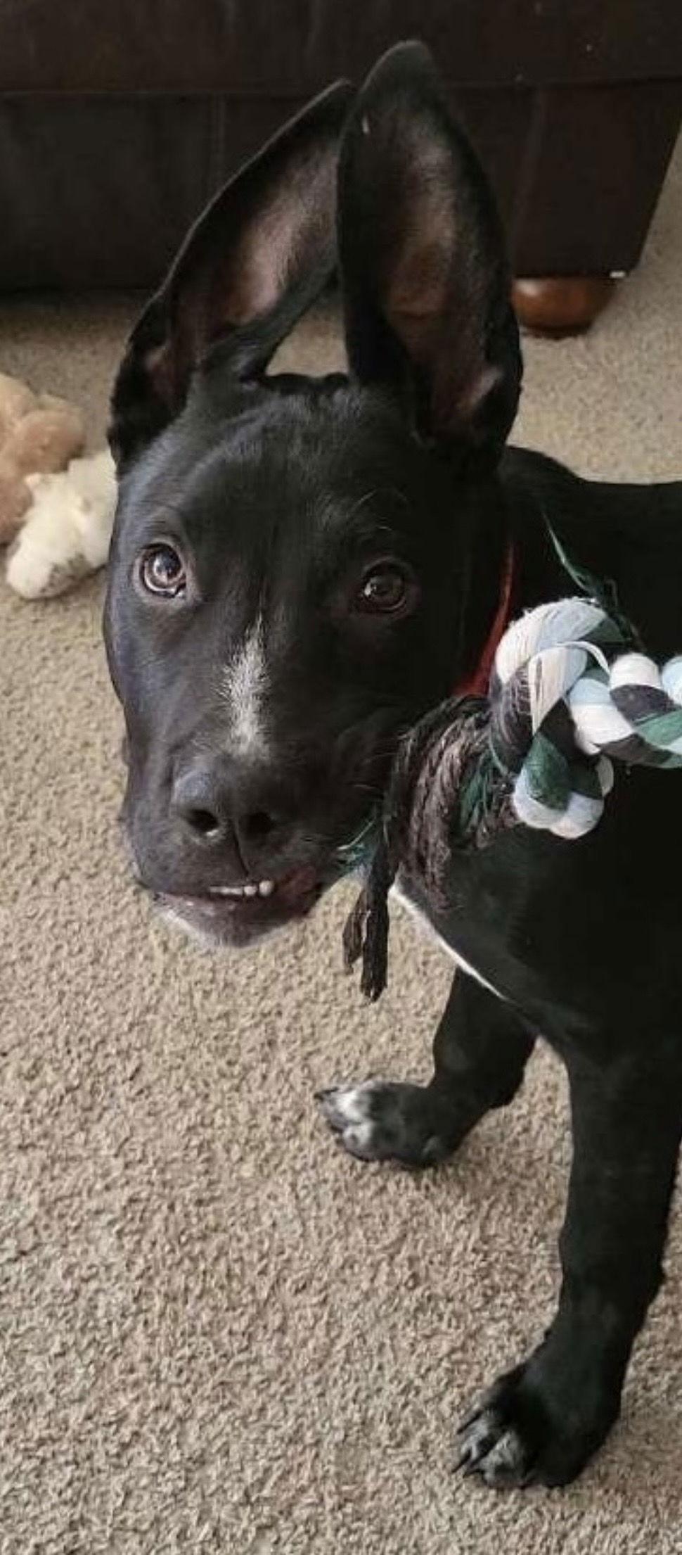 Monte, a Adoptable mixed breed in Oxford, MI image 2/3