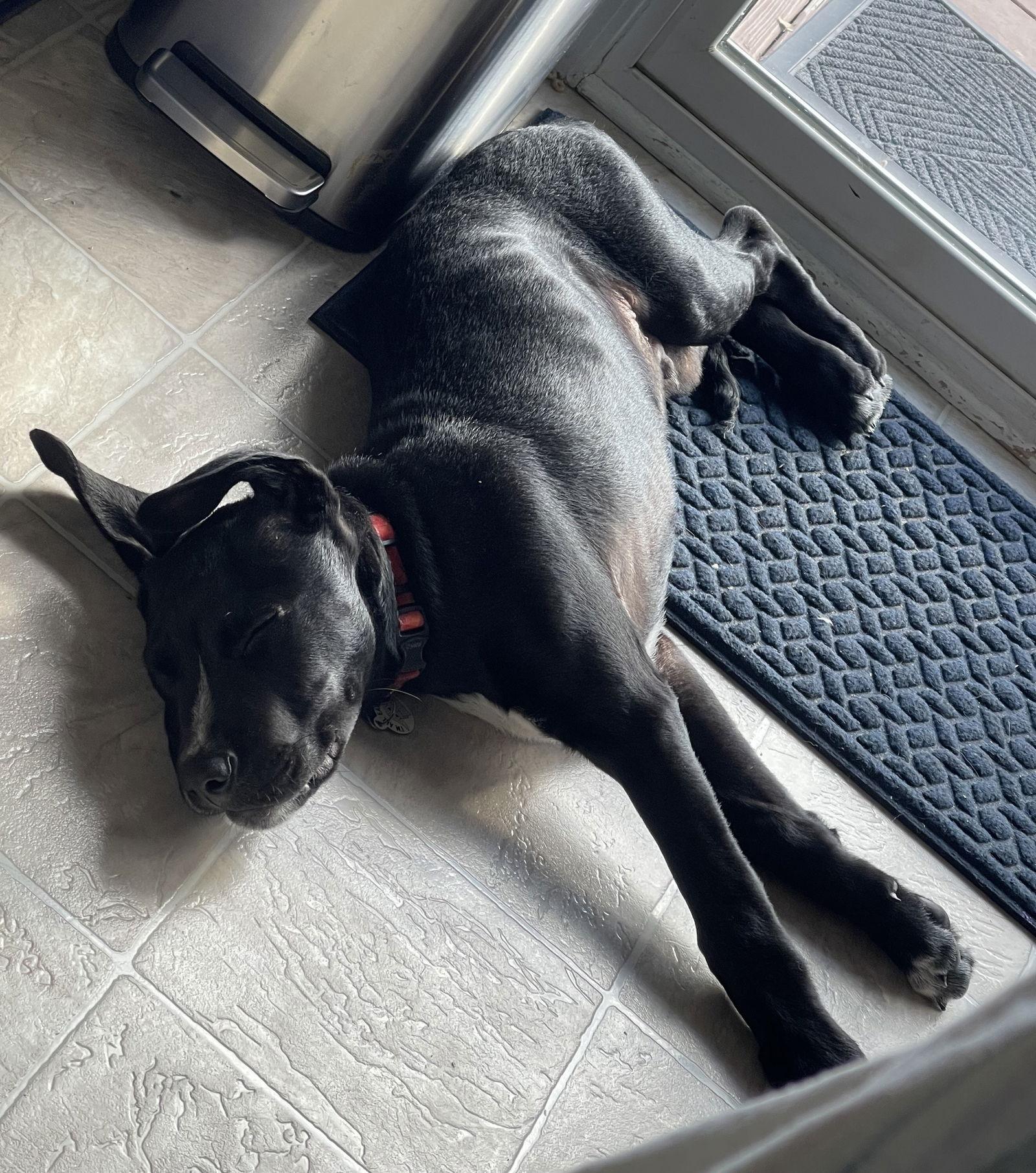 Monte, a Adoptable mixed breed in Oxford, MI image 3/3