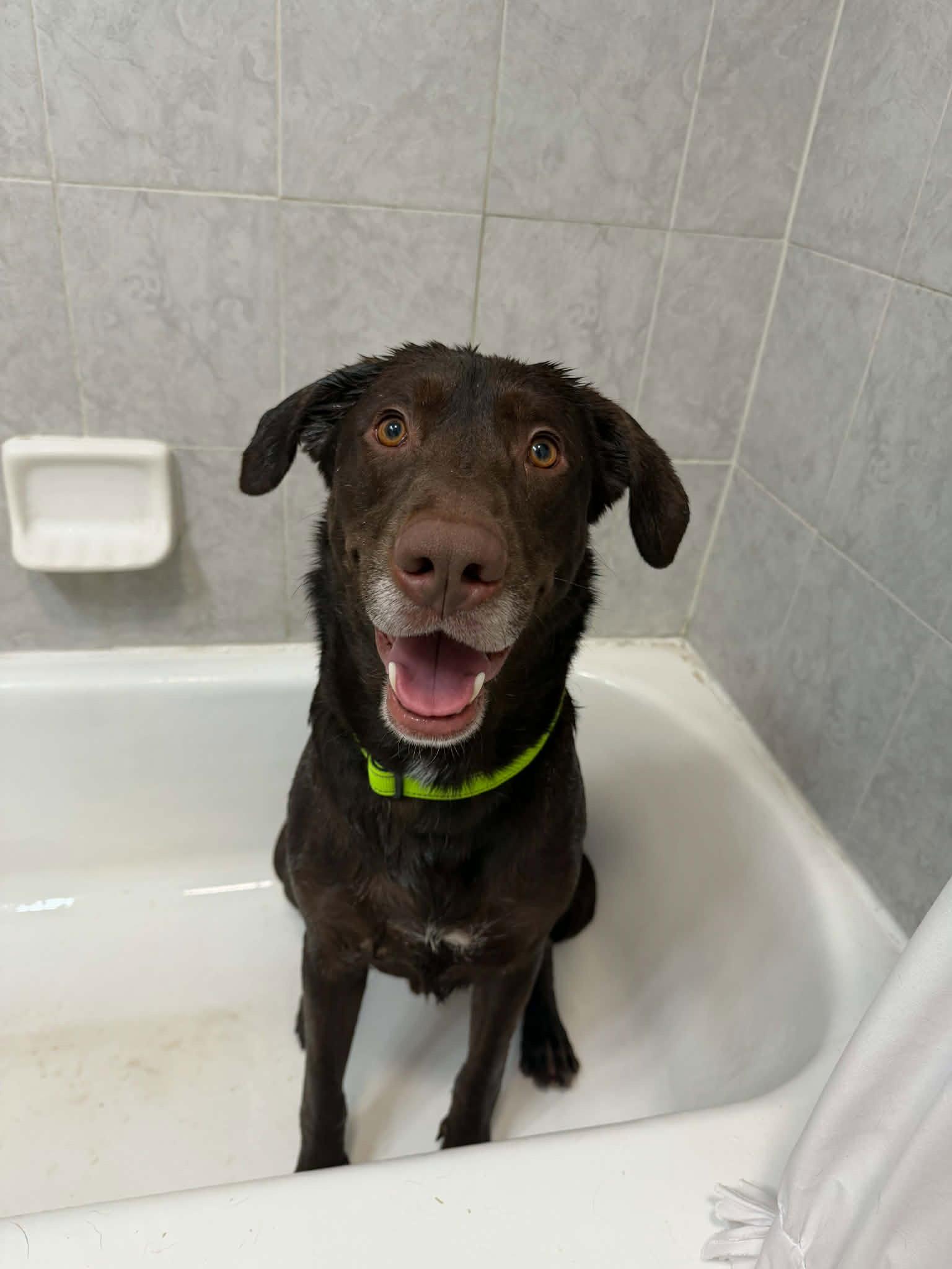 Enlarge Otto Bot, a Adopted Labrador Retriever in Salt Lake City, UT image 1/3