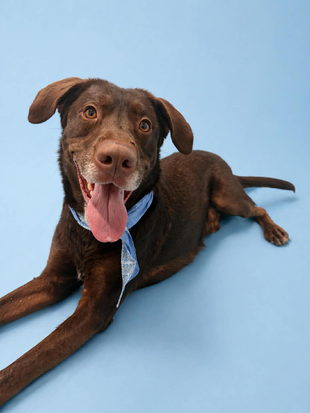 Enlarge Otto Bot, a Adopted Labrador Retriever in Salt Lake City, UT image 2/3