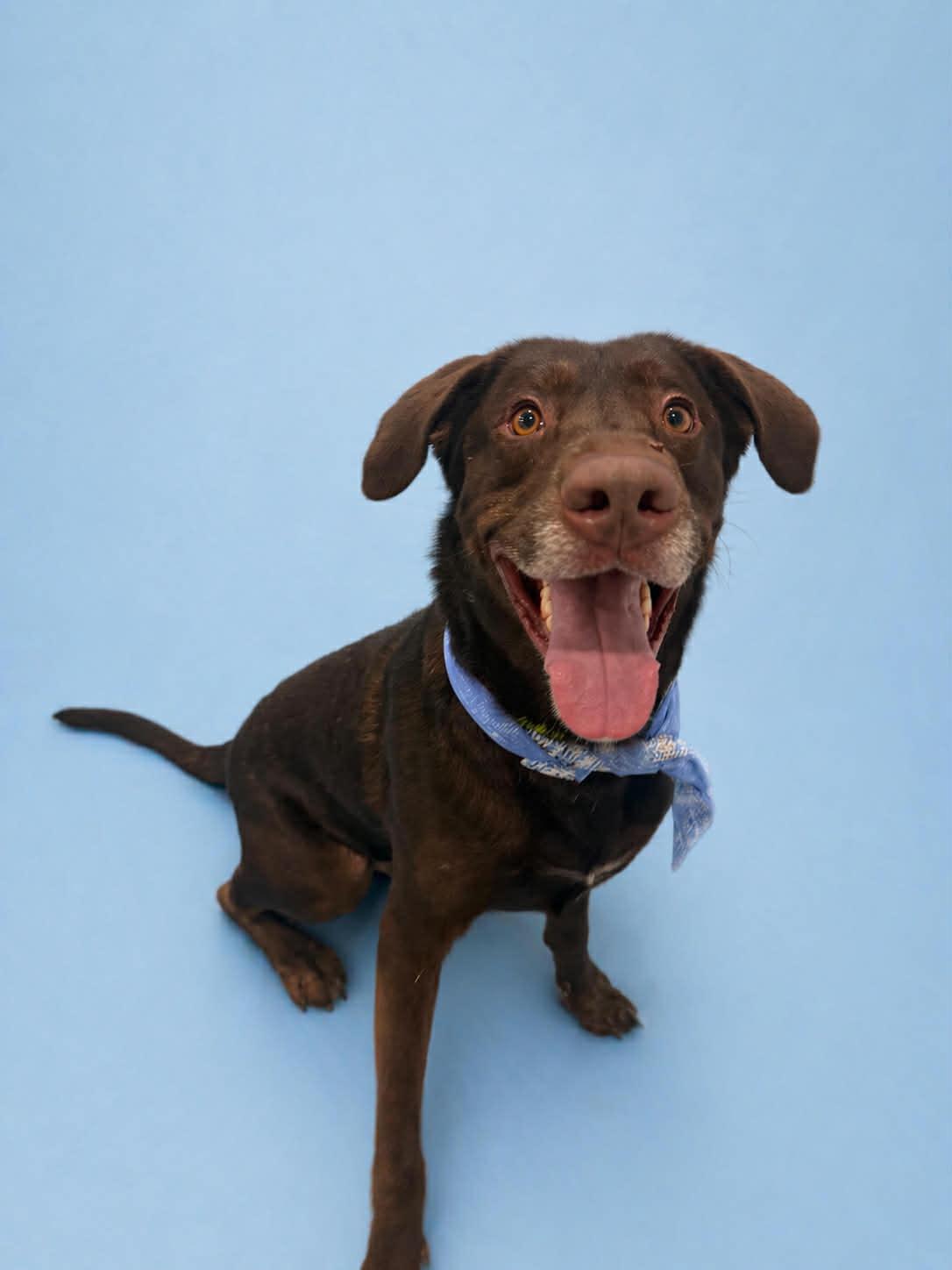 Enlarge Otto Bot, a Adopted Labrador Retriever in Salt Lake City, UT image 3/3