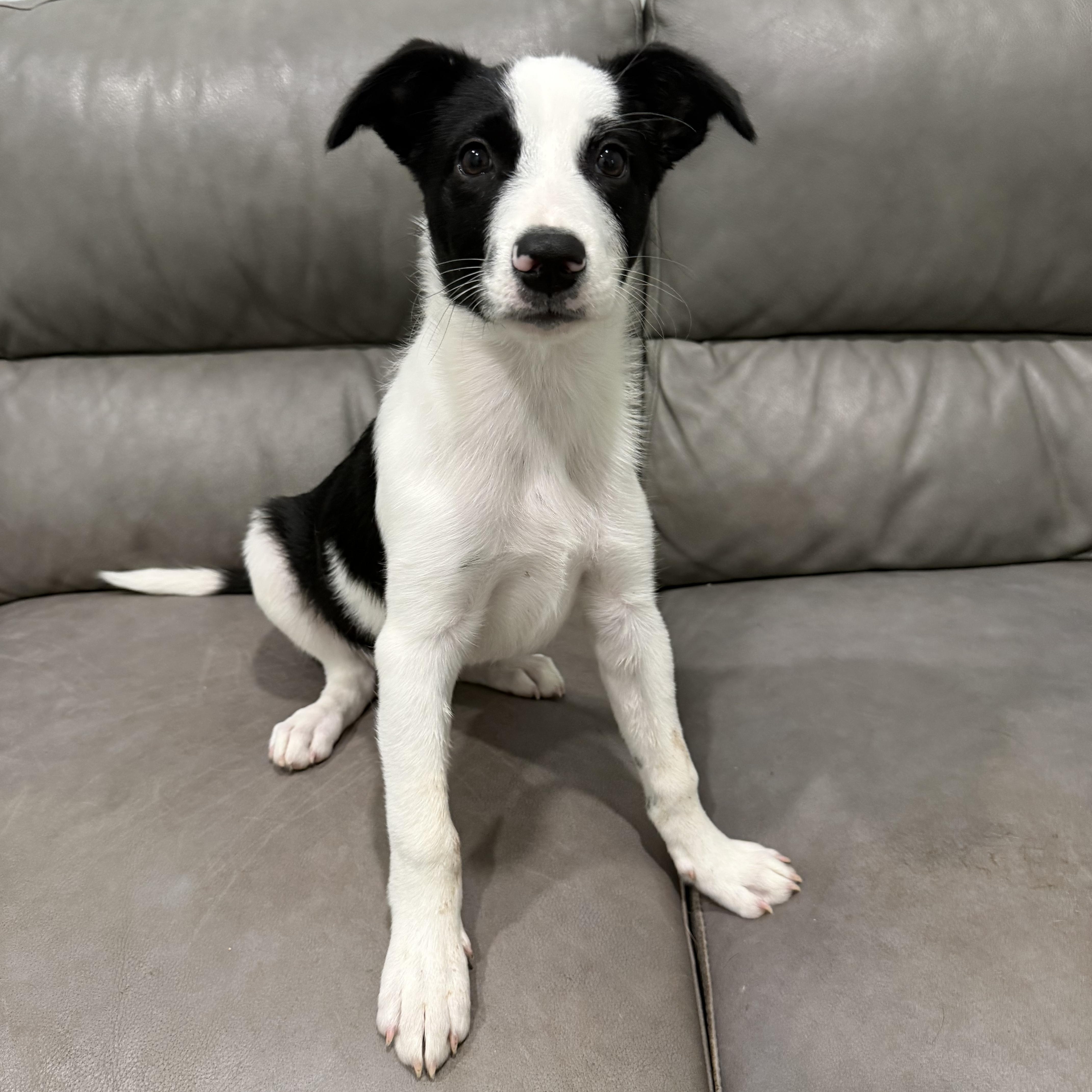 Zippy, adopted, Puppy Male Border Collie.