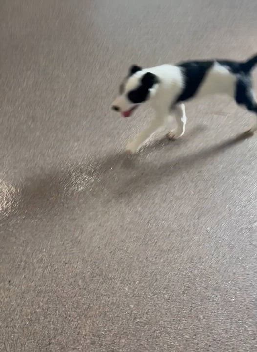Enlarge Zippy, an adopted mixed breed in Sault Sainte Marie, MI video 2/3