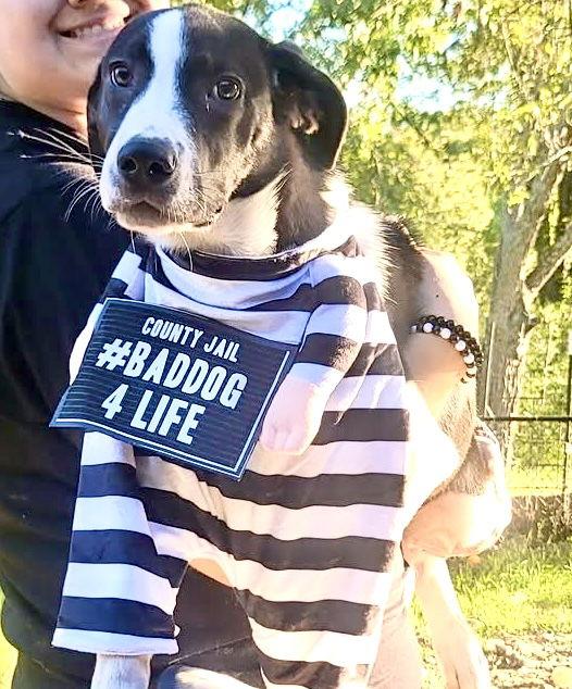 Enlarge Hilary, a Adoptable mixed breed in Phoenix, AZ image 3/6