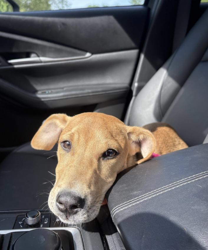 Holly, an adopted mixed breed in New Boston, NH image 5/6