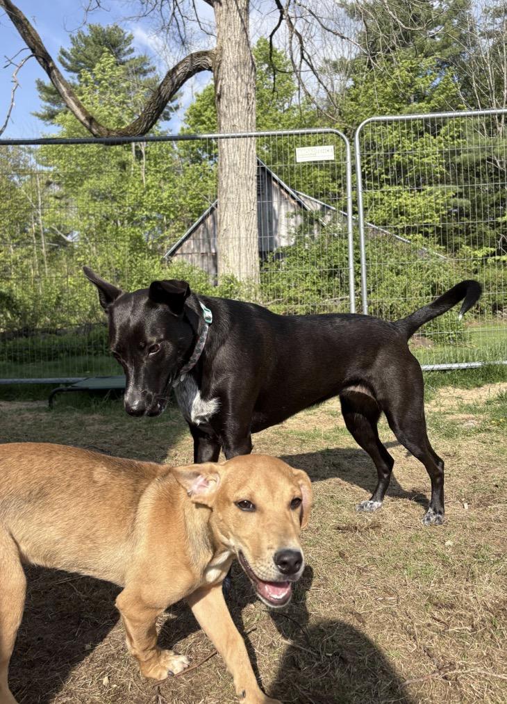 Holly, an adopted mixed breed in New Boston, NH image 4/6