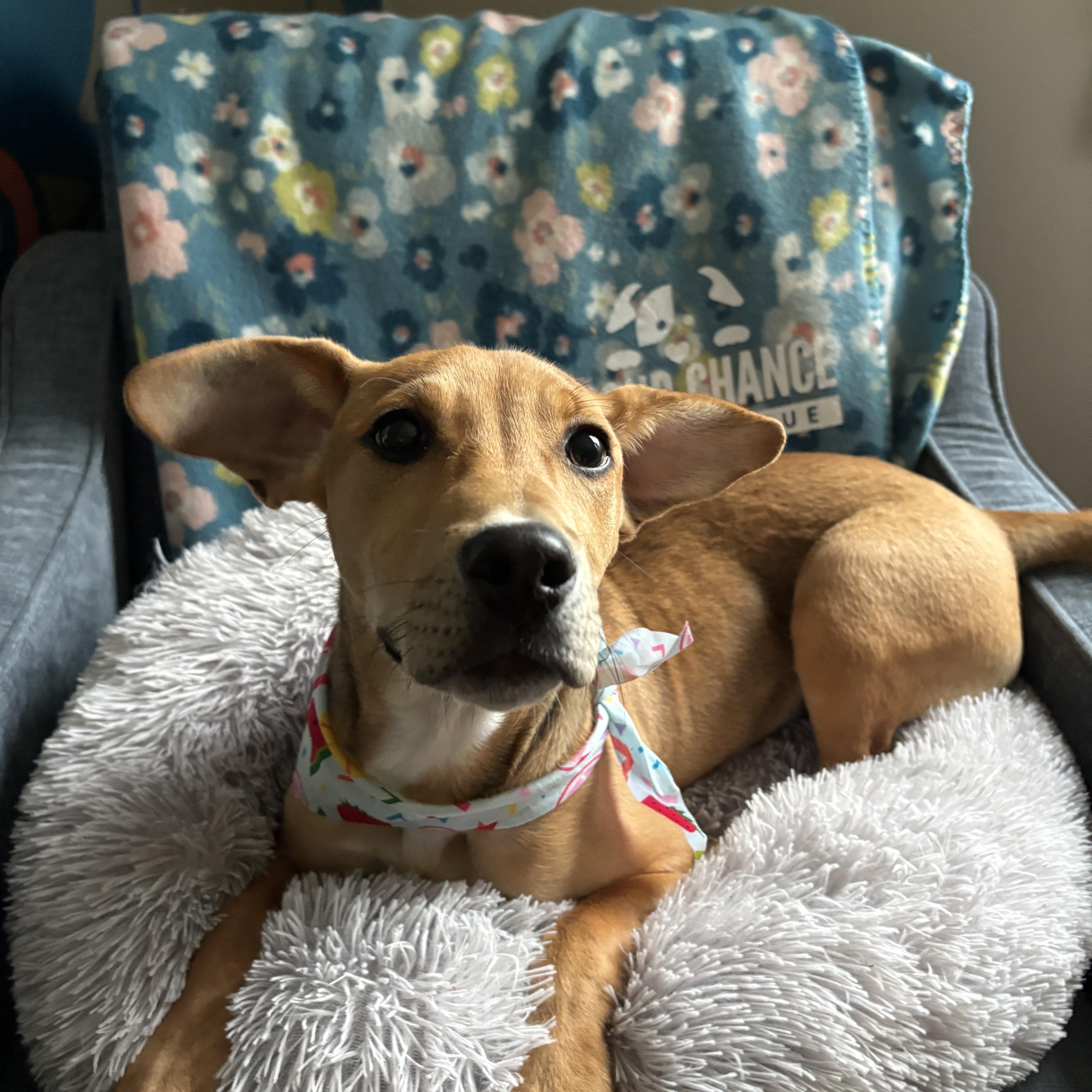 Holly, an adopted mixed breed in New Boston, NH image 1/6
