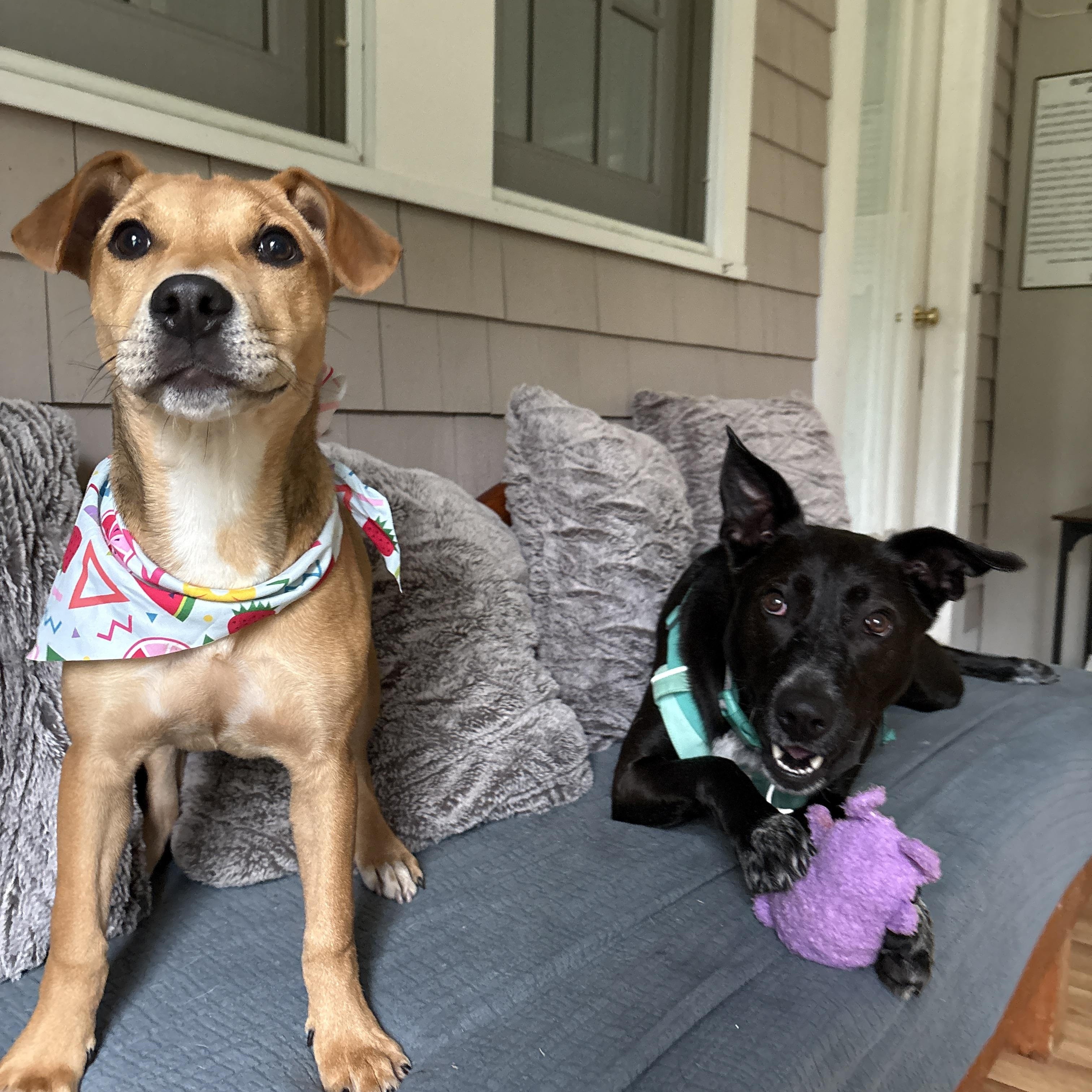 Holly, an adopted mixed breed in New Boston, NH image 6/6