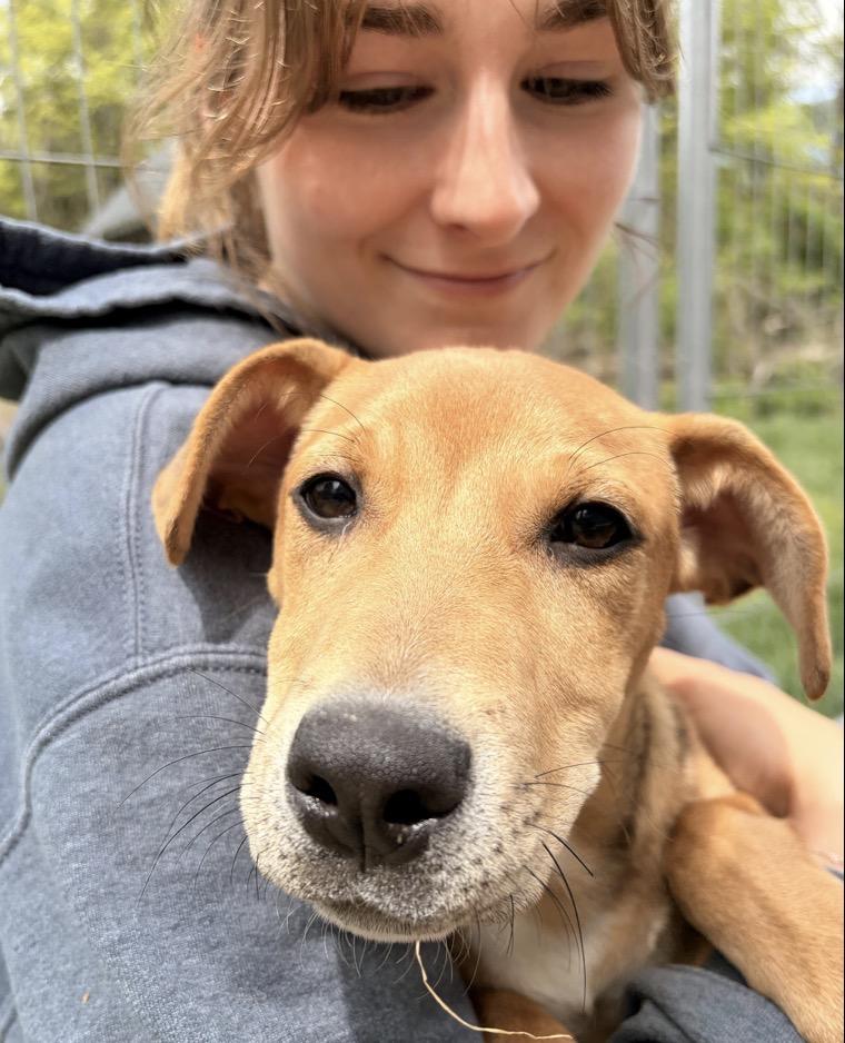 Holly, an adopted mixed breed in New Boston, NH image 2/6
