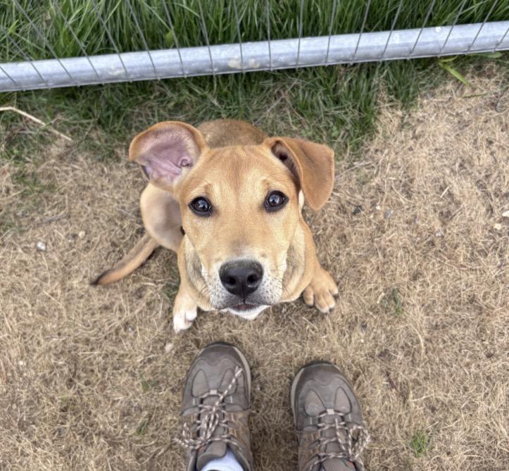 Holly, an adopted mixed breed in New Boston, NH image 3/6