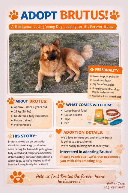 Enlarge Brutus, a ADOPTABLE mixed breed in Los Angeles, CA image 6/6