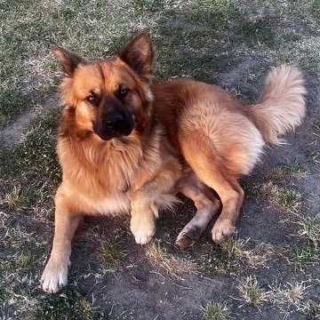 Brutus, ADOPTABLE, Young Male German Shepherd Dog & Golden Retriever.