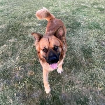 Enlarge Brutus, a ADOPTABLE mixed breed in Los Angeles, CA image 2/6