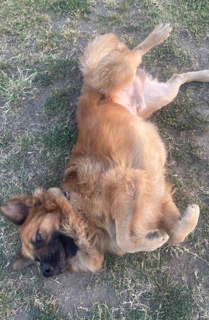 Enlarge Brutus, a ADOPTABLE mixed breed in Los Angeles, CA image 5/6