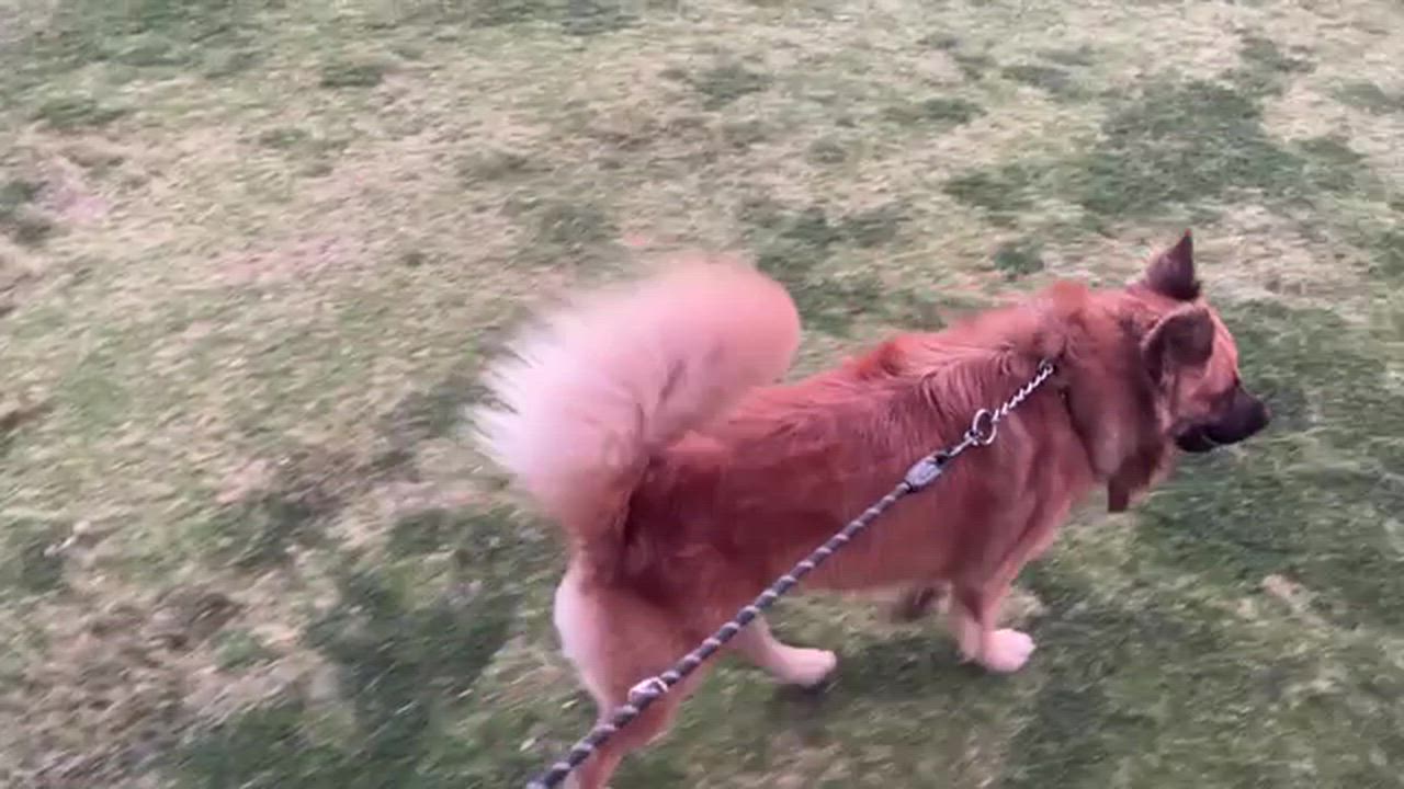 Enlarge Brutus, a ADOPTABLE mixed breed in Los Angeles, CA video 3/6