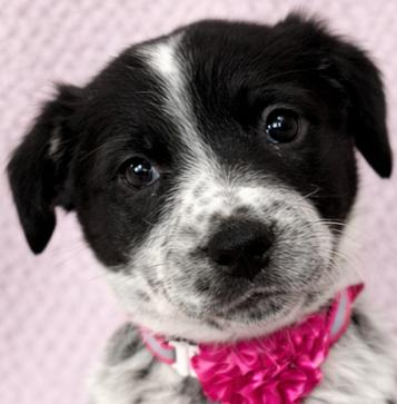 Enlarge Piper, an adopted mixed breed in Lodi, CA image 2/5