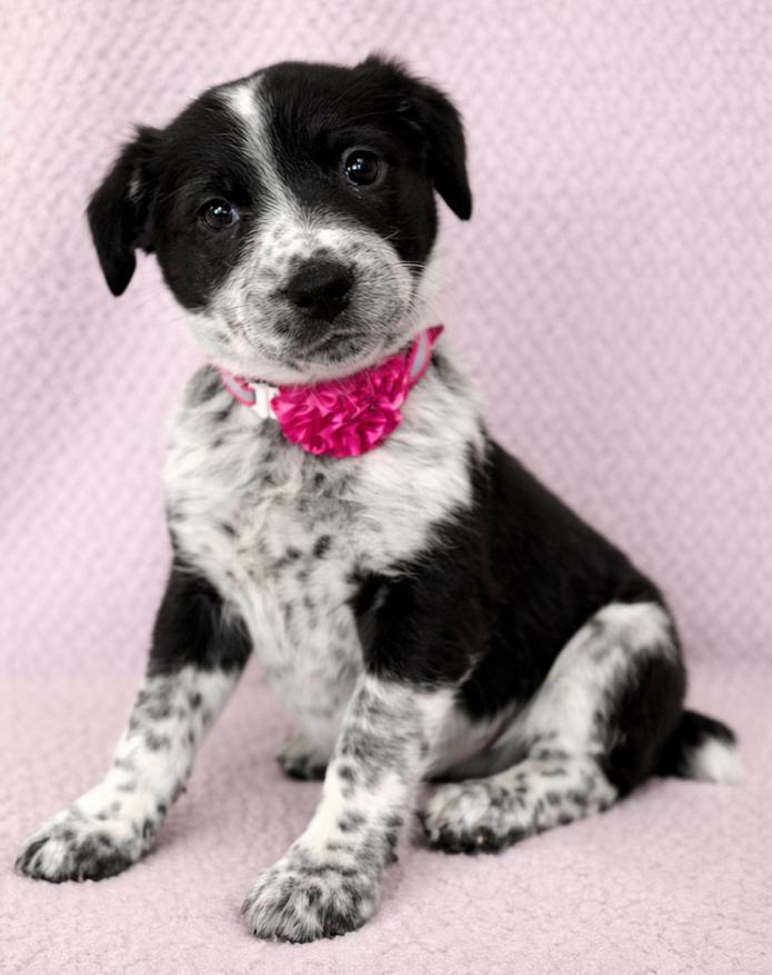 Enlarge Piper, an adopted mixed breed in Lodi, CA image 1/5