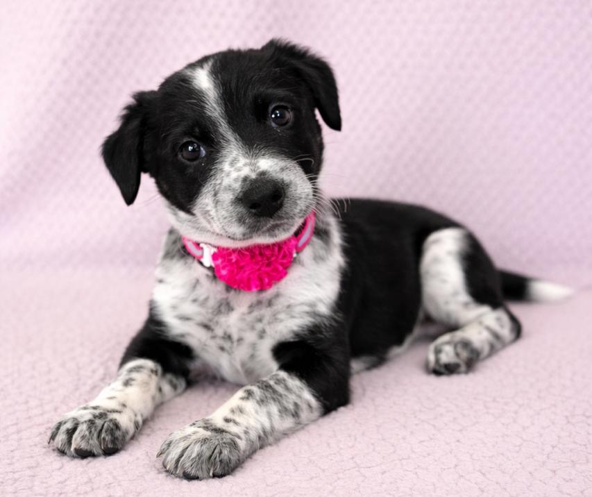 Enlarge Piper, an adopted mixed breed in Lodi, CA image 3/5