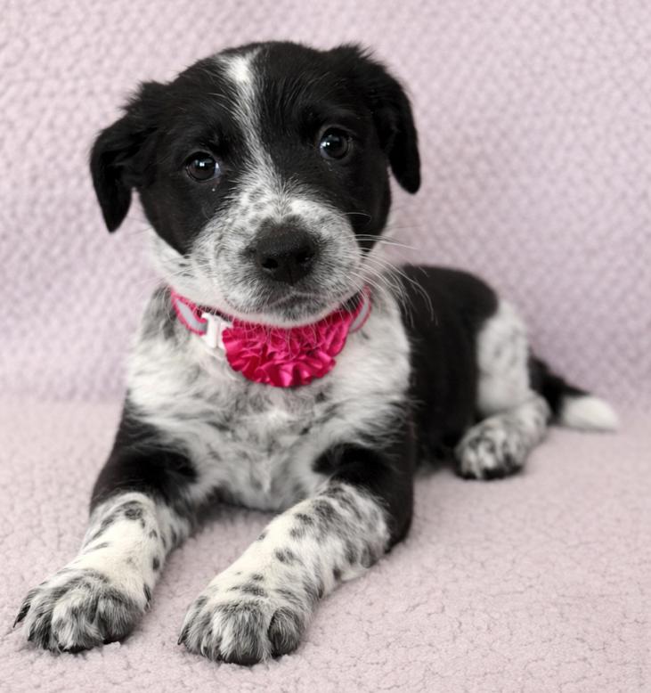 Enlarge Piper, an adopted mixed breed in Lodi, CA image 4/5