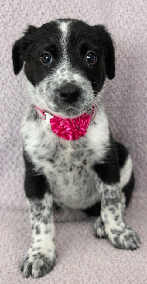 Enlarge Piper, an adopted mixed breed in Lodi, CA image 5/5