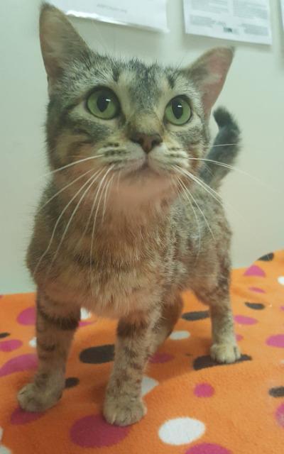 Alannah, Adopted, Adult Female Domestic Short Hair & Domestic Short Hair.