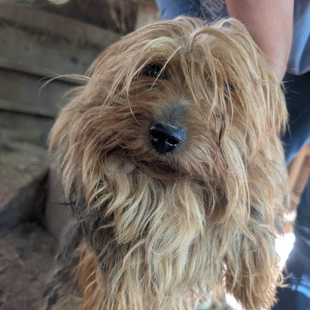 Big Boy, Adoptable, Adult Male Yorkshire Terrier.