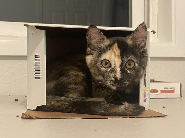 Harriett, ADOPTABLE, Kitten Female Domestic Short Hair.
